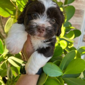 havanese_angels