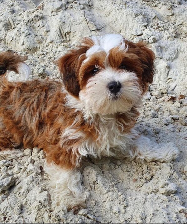 Benny - Image 2