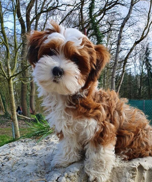 Benny - Image 3