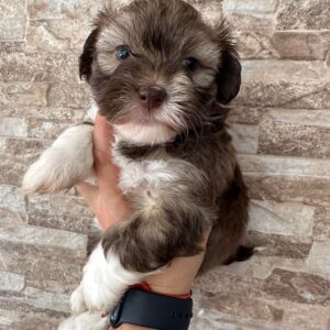 Bodhi - havanese puppies home