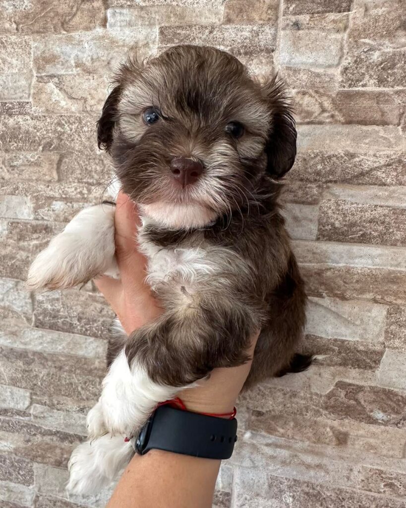 Bodhi - havanese puppies home