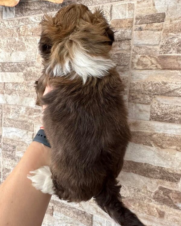 Bodhi - havanese_angels (2)