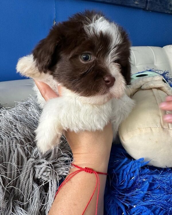 Daisy - Image 2