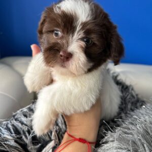 Daisy - havanese puppies home