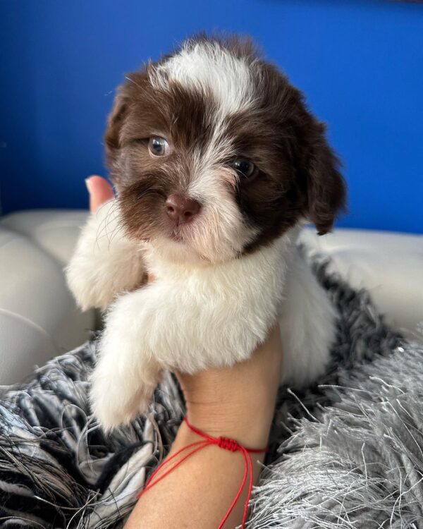 Daisy - havanese puppies home