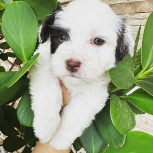 Darwin - Havanese Puppy
