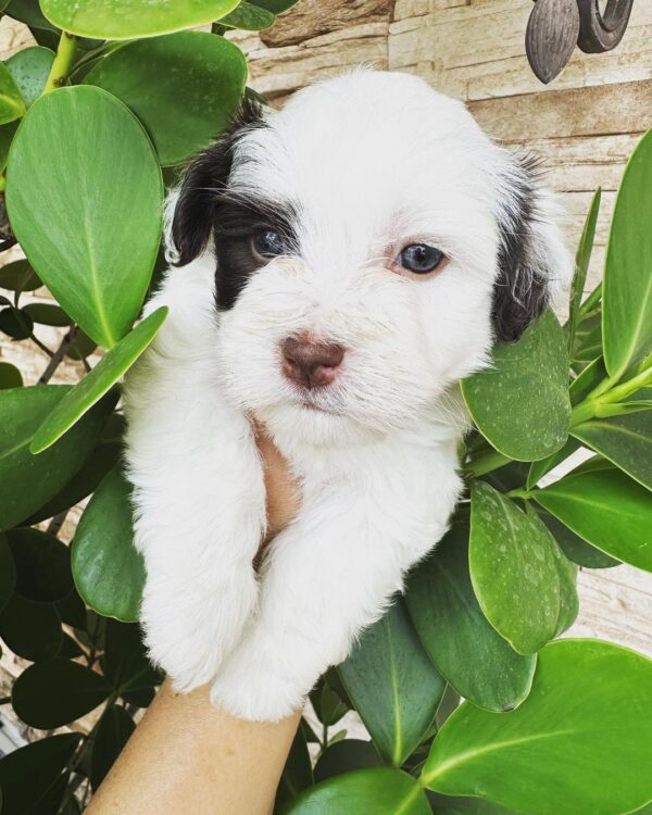 Darwin - Havanese Puppy