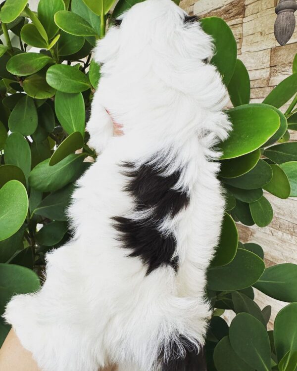 Darwin - Havanese Puppy