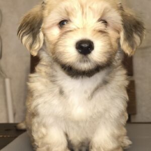 Nalla