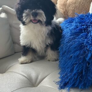 Khira - havanese puppies home