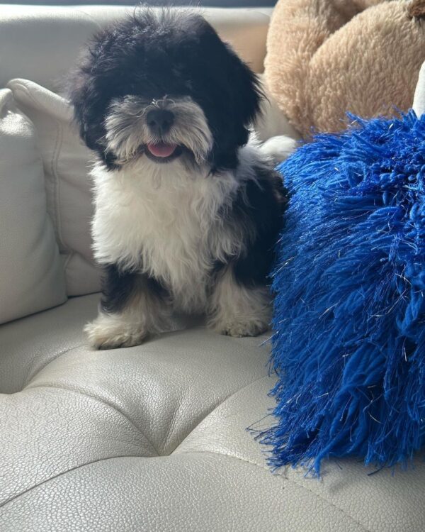 Khira - havanese puppies home