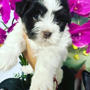 Naya - Havanese puppy