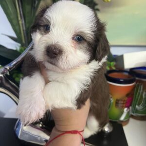 Nina havanese_angels (1)