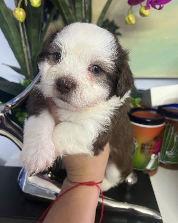 Nina havanese_angels (1)