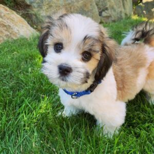Rocco havanese_puppies_spaniel