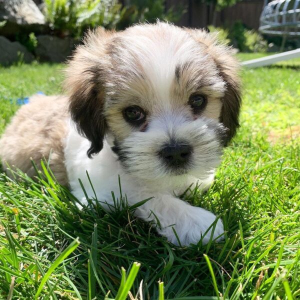 Rocco - Image 2