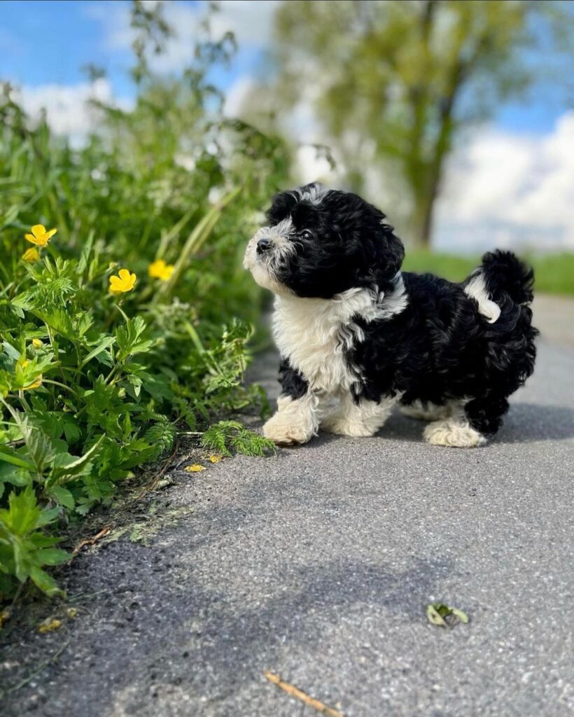 Havanese dog breed facts