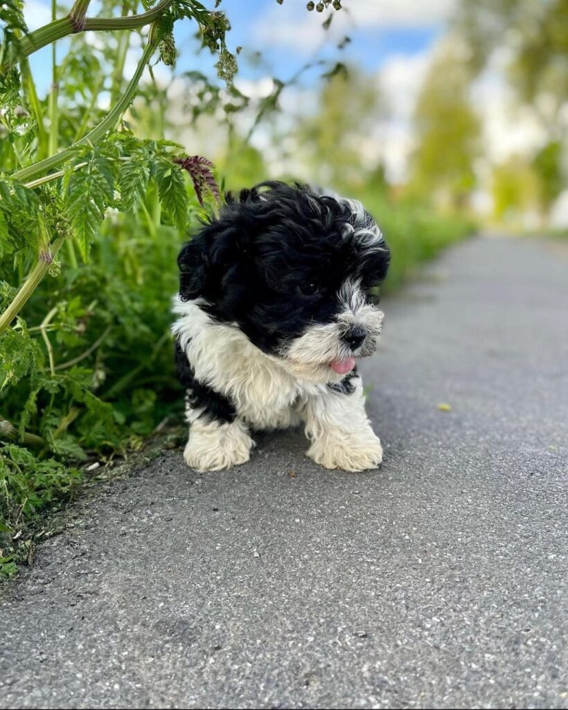 how big do Havanese puppies get
