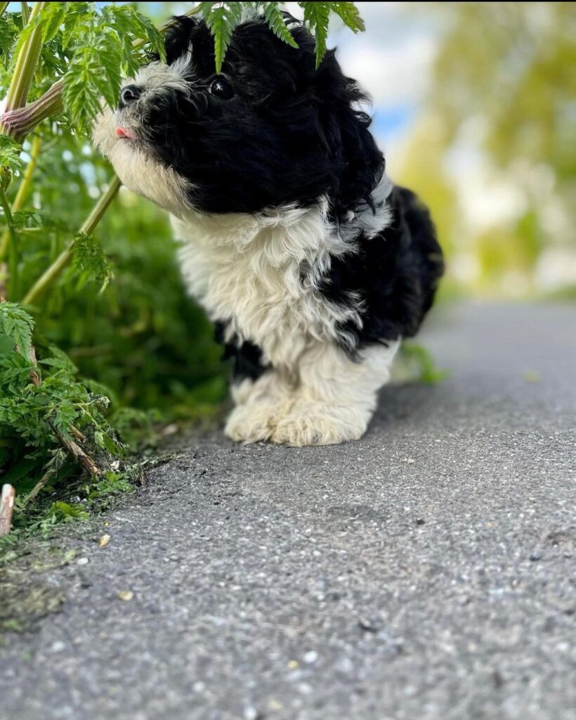 Havanese puppy care guide