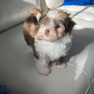 Daisy