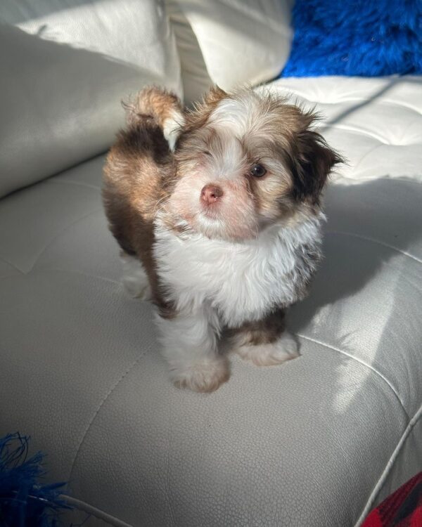 Daisy
