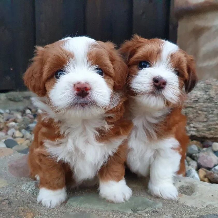 Best place to buy a havanese puppy