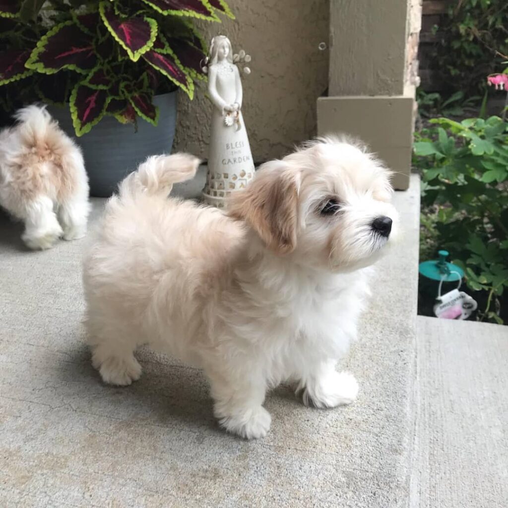 Havanese puppies for sale