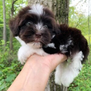 Charlie