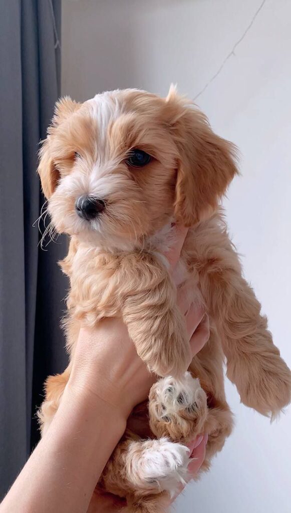 havanese puppies for sale