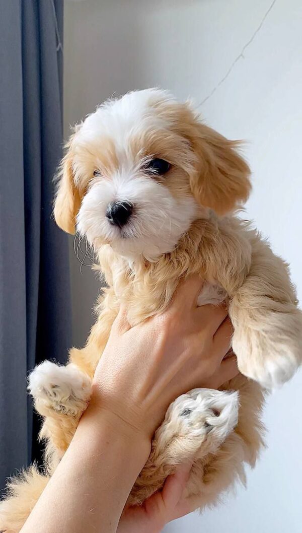 havanese puppies for sale