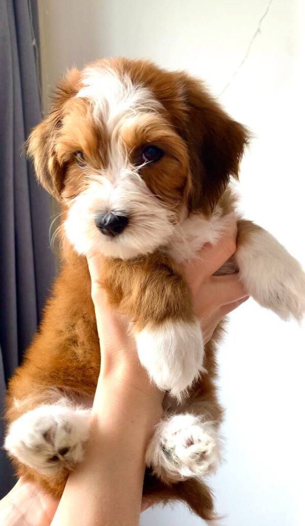 Bailey - Image 2