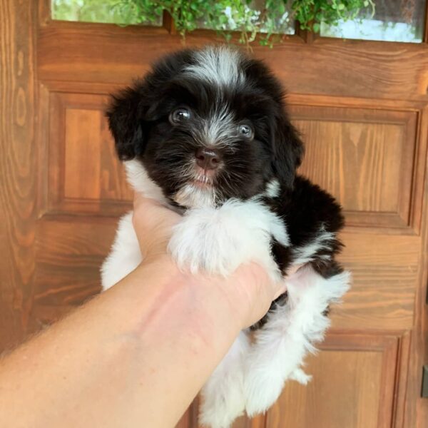 Charlie - Image 2