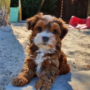 Bear havanese puppy home