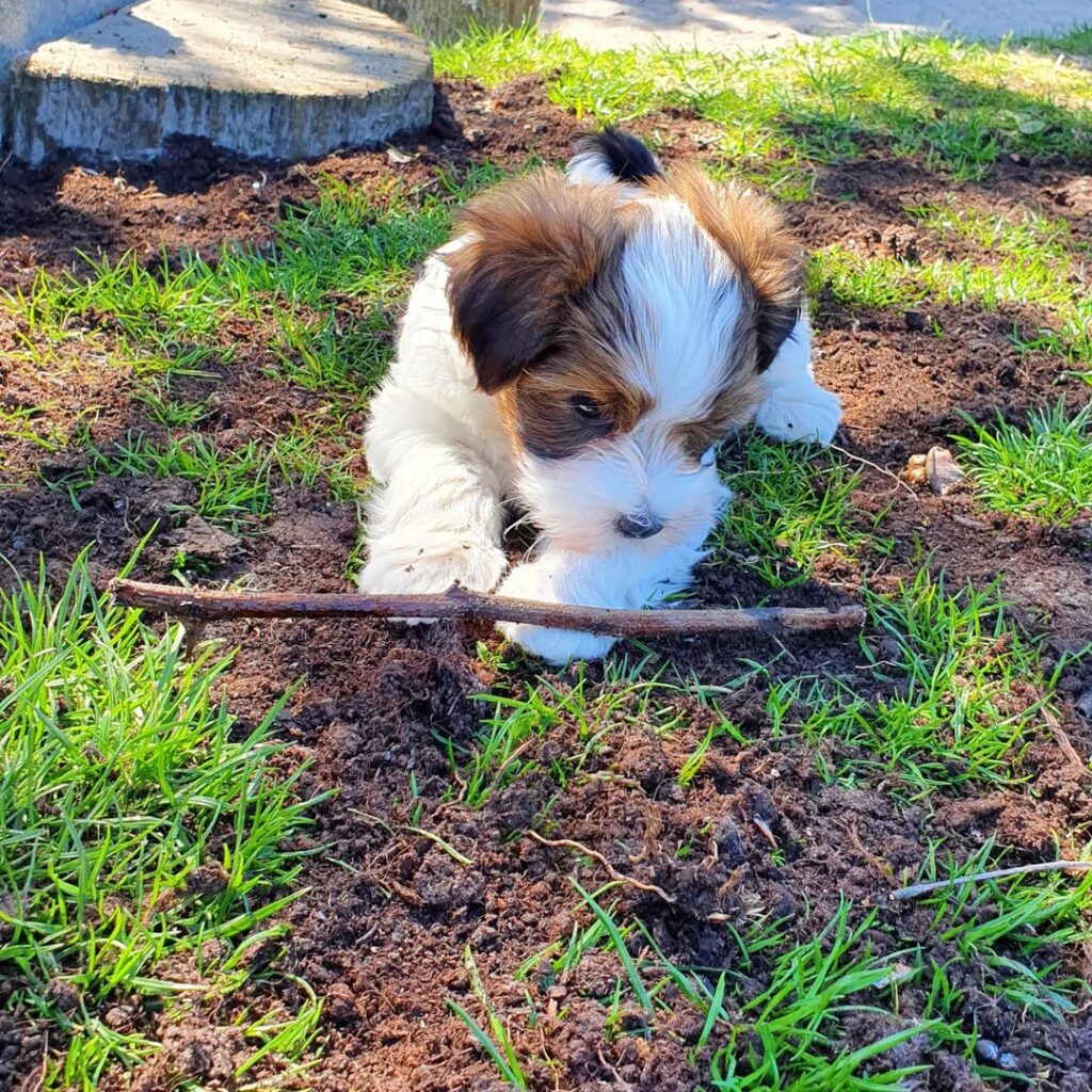 havanese puppies for sale -20230917-0022 havanese puppies for sale